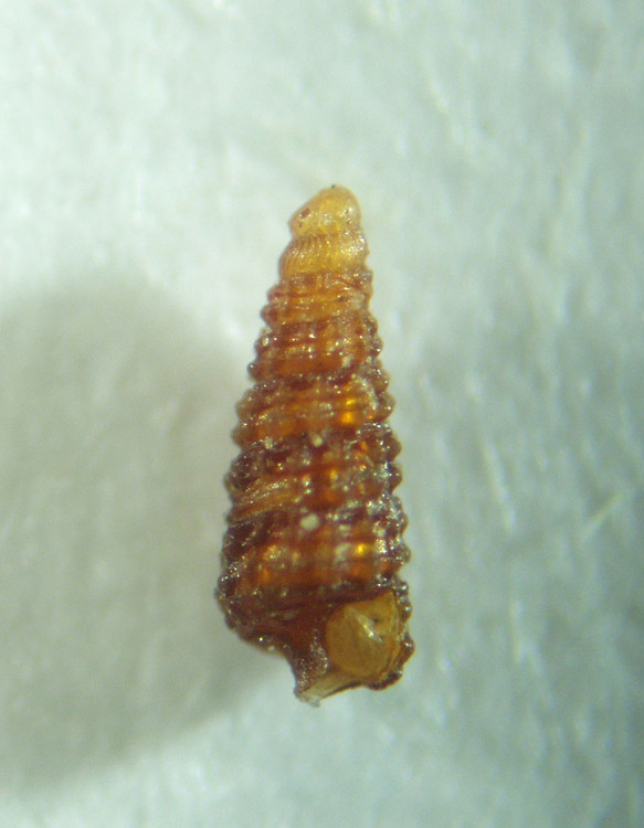 Richiesta aiuto determinazione Cerithiopsis